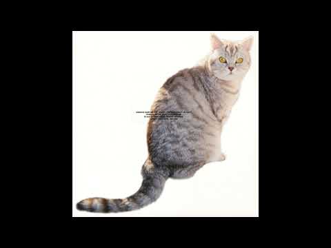 Sarter Kit - Schillernde Schillerlinge (Official Audio) [Squama]